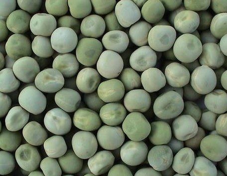 Infrastructure -   Harvest Pride Trading L.L.C - FZ