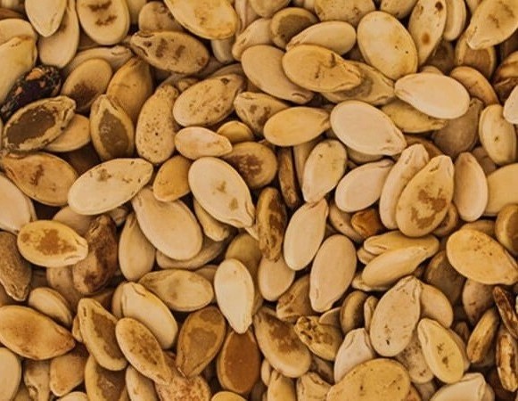 Infrastructure -   Harvest Pride Trading L.L.C - FZ